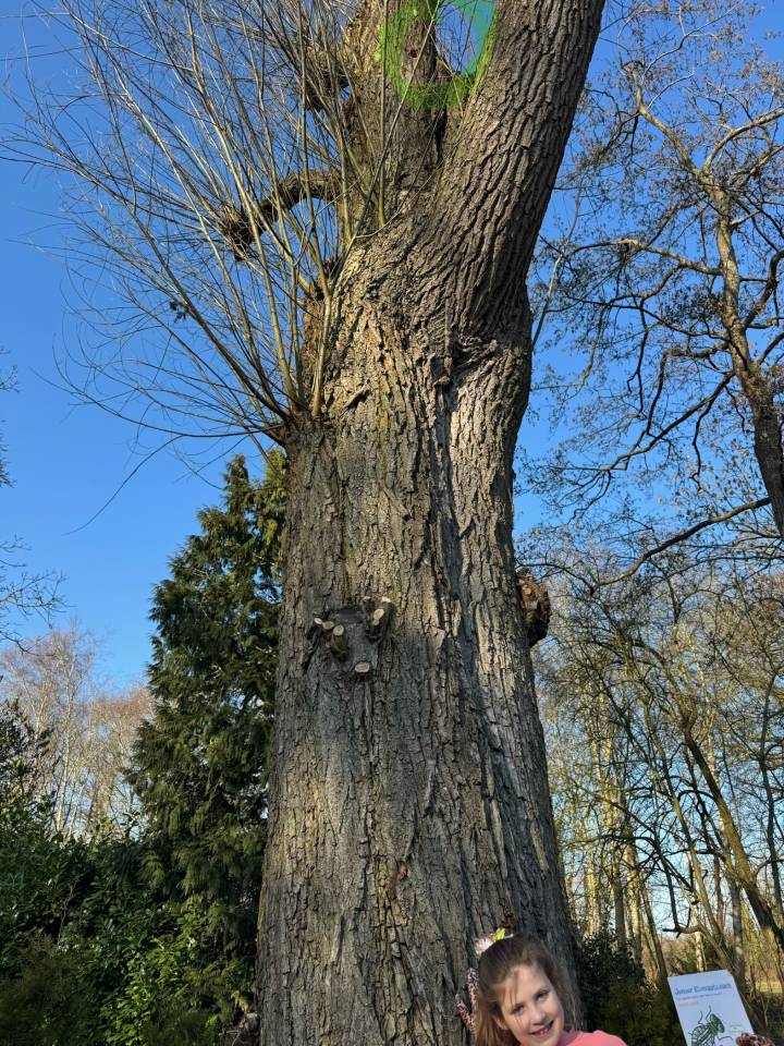 Foto van Floor deed goed haar best en stuurde een foto bij een super grote boom. Daar kunnen echt veel dieren in wonen.