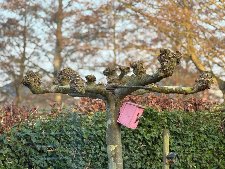 Foto van Mara uit Eelderwolde hing een knalroze vogelhuisje op. En moet je nu eens kijken!